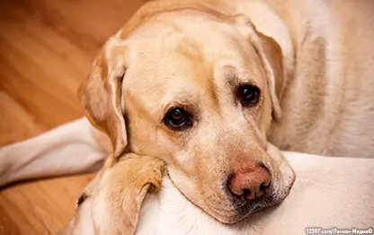 Гастрит у собак: причины, симптомы, лечение, кормление