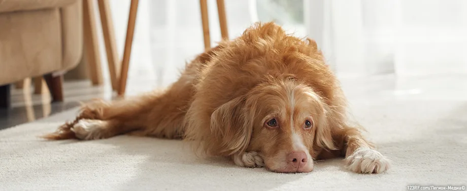 ДВС-синдром у собак – симптомы и лечение