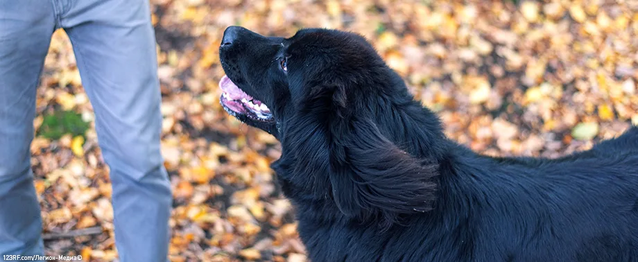 Кровь из носа у собаки — основные причины и что делать