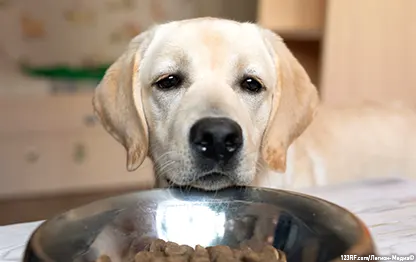 Чем кормить лабрадора?