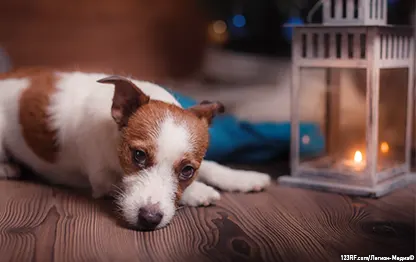 Панкреатит у собак