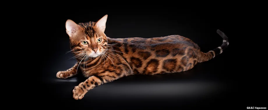 Беременность у породы бенгальская кошка: сколько длится и как проходит