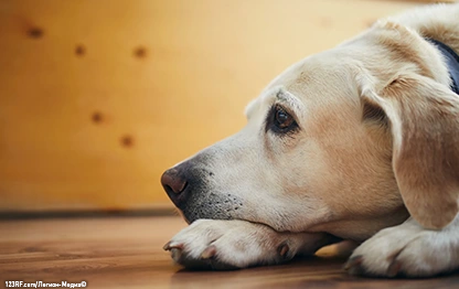 Почечная недостаточность у собак