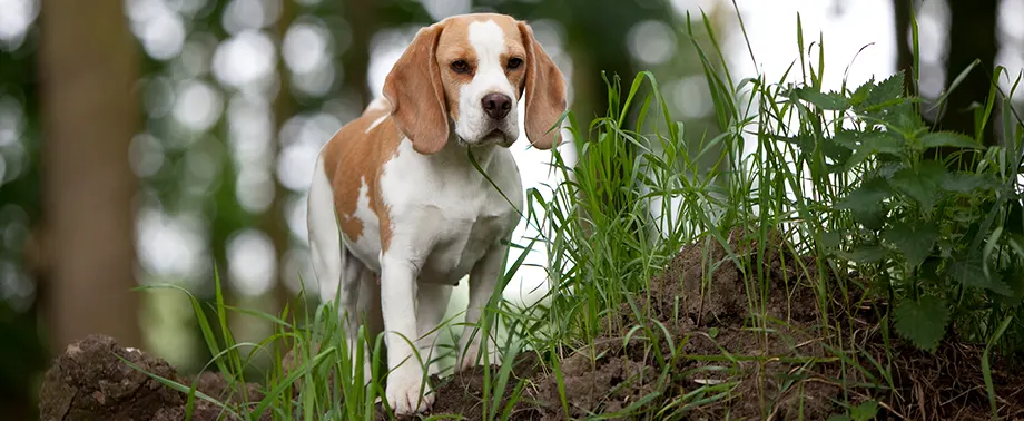 Беременность у породы бигль: сколько длится и как проходит