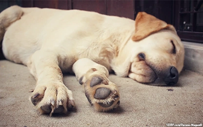 Почему собака храпит?