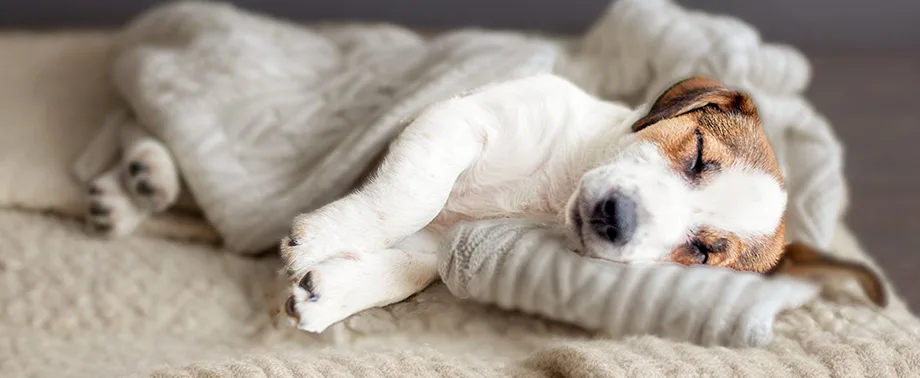 Беременность у породы джек-рассел-терьер: сколько длится и как проходит