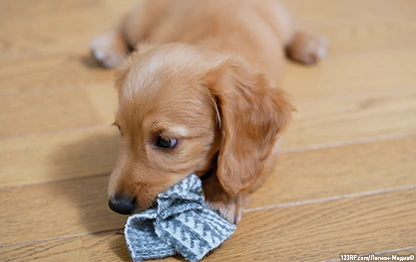 Рвота у щенка