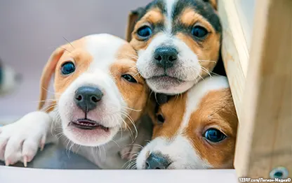 Как выбрать щенка?