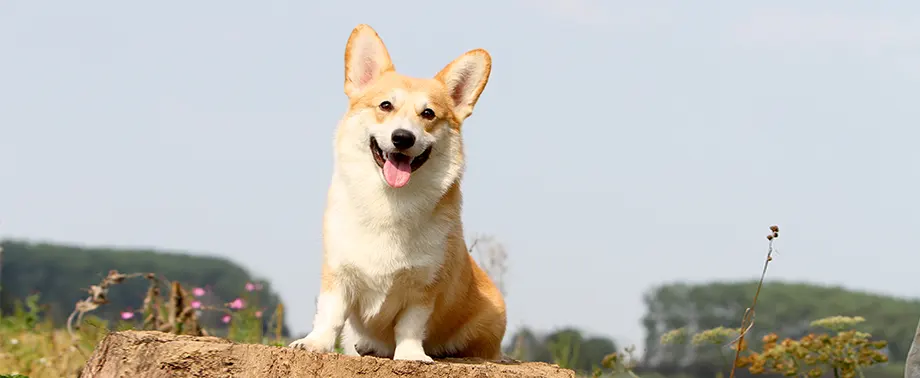 Беременность у породы корги: сколько длится и как проходит