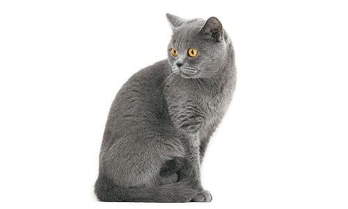 Британская короткошерстная