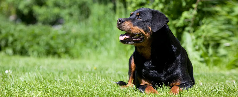 Беременность у породы ротвейлер: сколько длится и как проходит