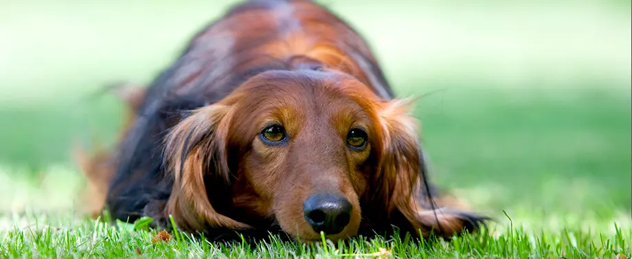 Беременность у породы такса: сколько длится и как проходит