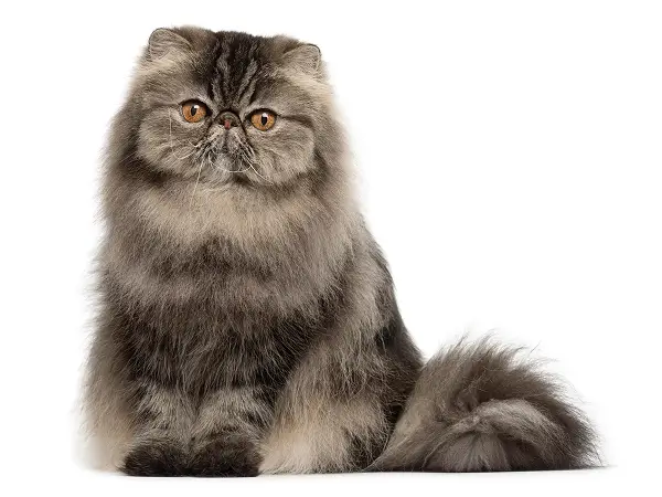 Персидская кошка