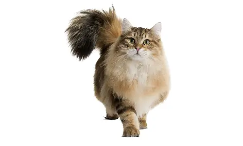 Сибирская кошка