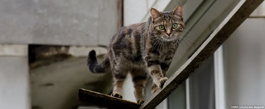 Перелом лапы у кошки