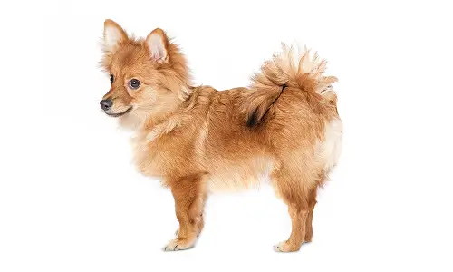 Немецкий шпиц