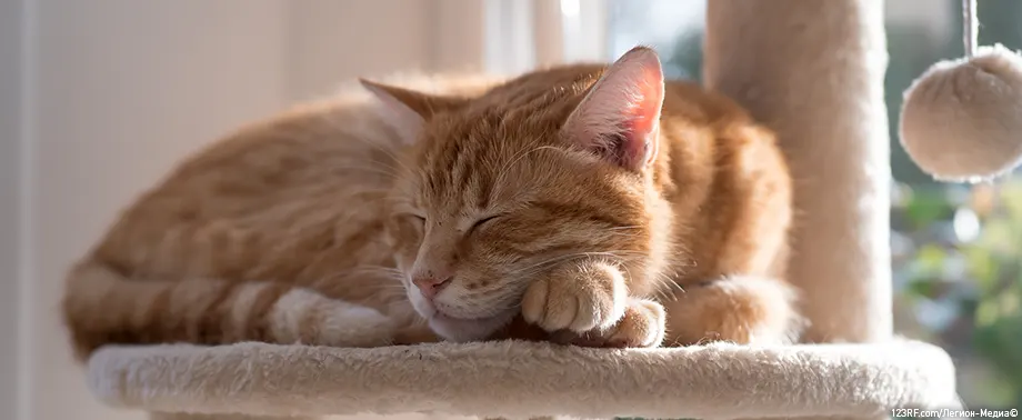 Кардиомиопатия у кошек