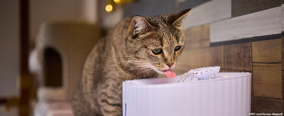 Мочекаменная болезнь у кошки