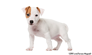 Джек-рассел-терьер