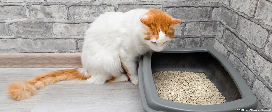 Почему кот перестал ходить в лоток?