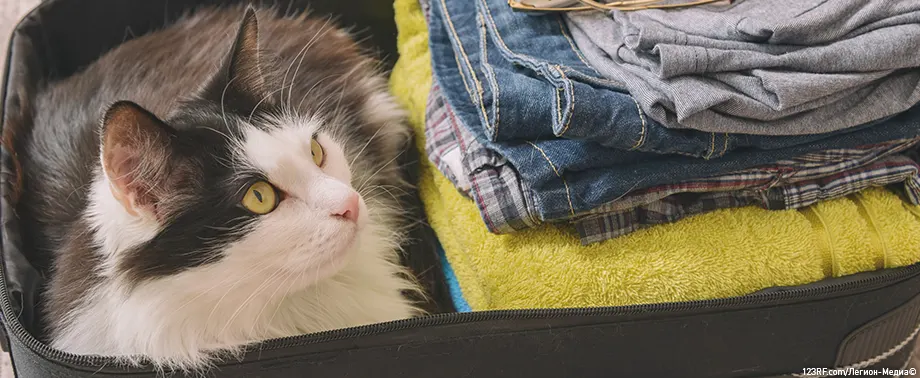 Ветеринарный паспорт кошки