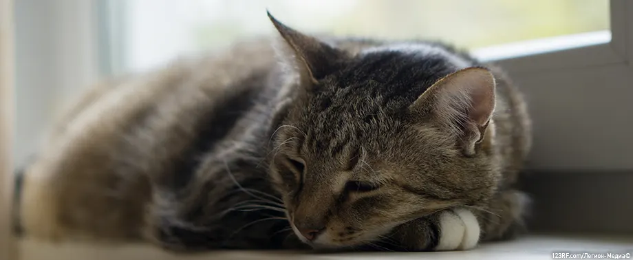 Бывает ли метеоризм у кошки?