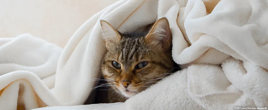 Вирус иммунодефицита кошек