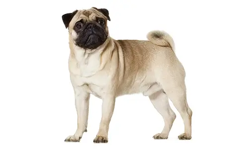 Мопс