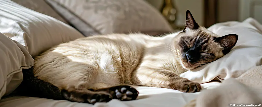 Сколько кошки отходят от наркоза