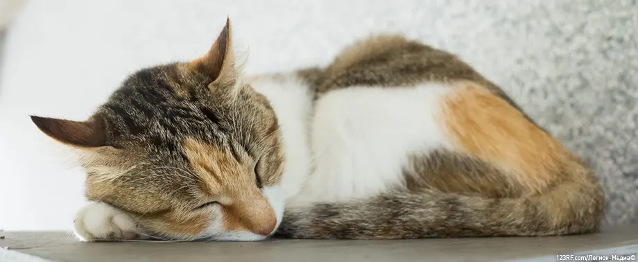 Лимфома у кошек