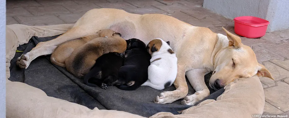 Собака не ест после родов