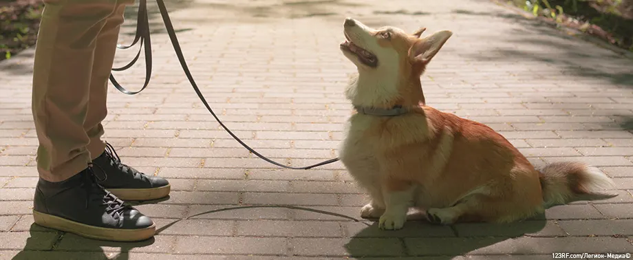 Как ухаживать за беременной собакой