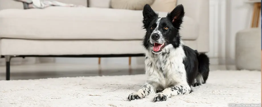 Общий и биохимический анализ крови у собак