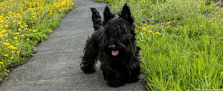 Собака скулит