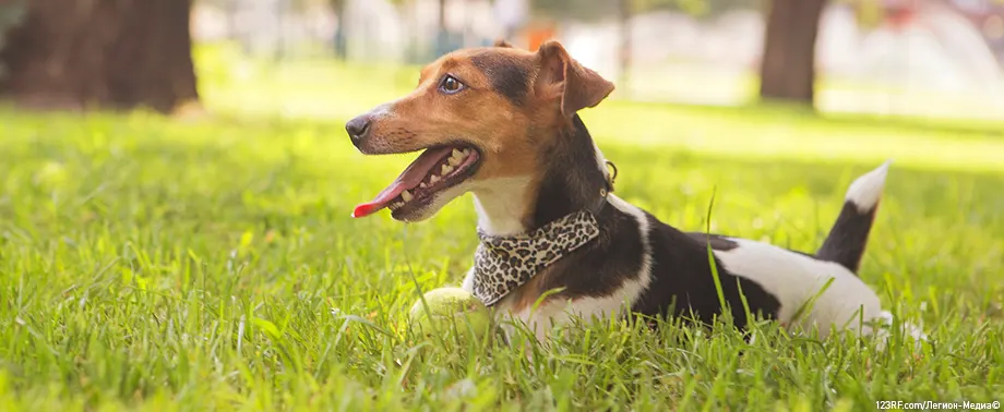 Шишки у собак