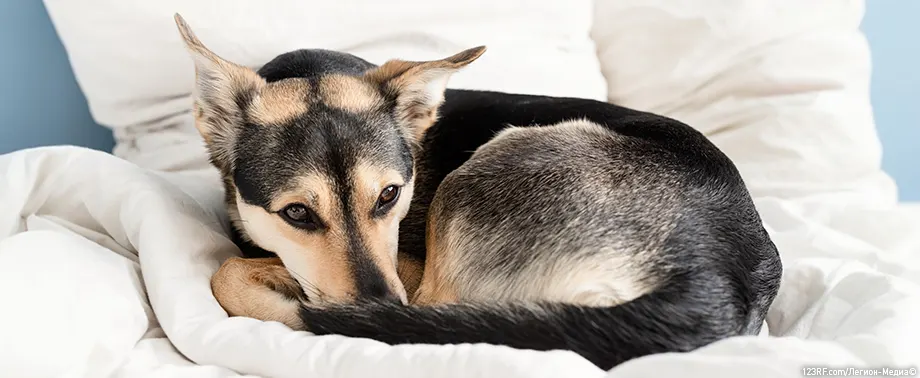 Слизь в кале у собаки