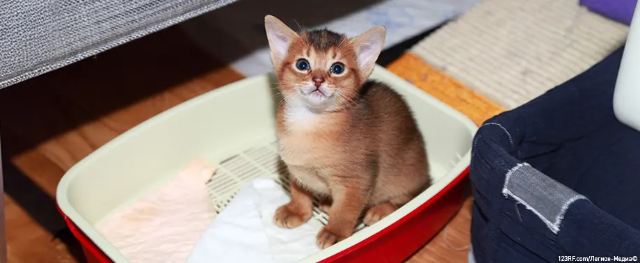 Как часто котята ходят в туалет?