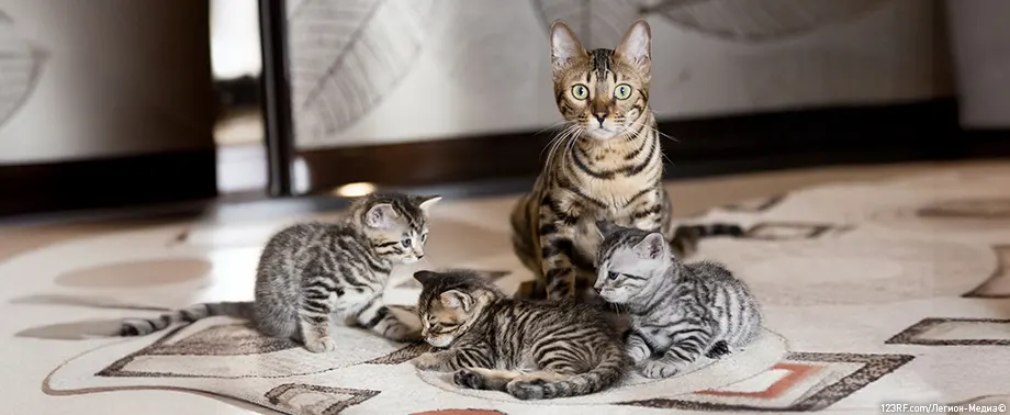 Когда можно отлучать котят от кошки?