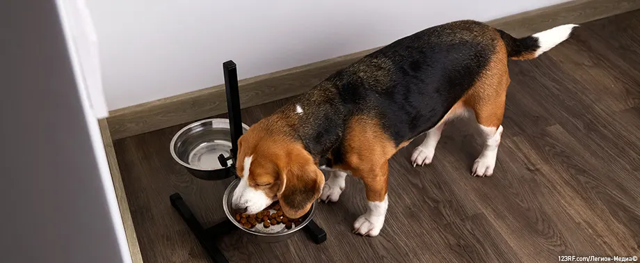 Питание собаки после кастрации (стерилизации)