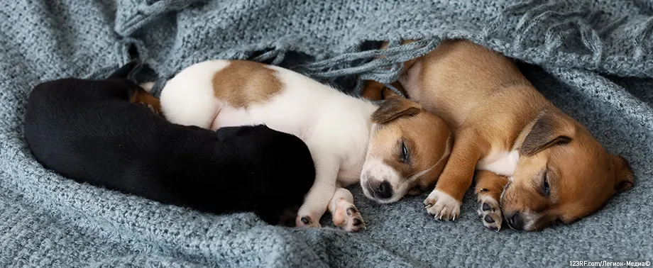 Сколько щенков может родить собака?