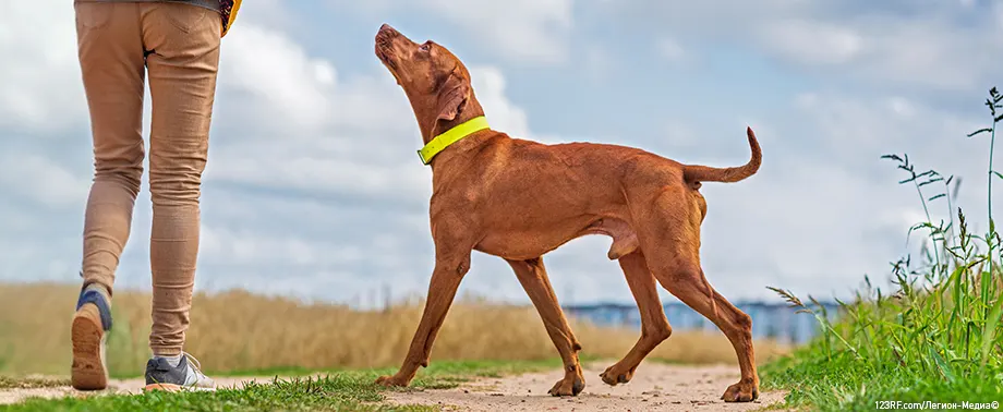 Как научить собаку команде «Ко мне»?