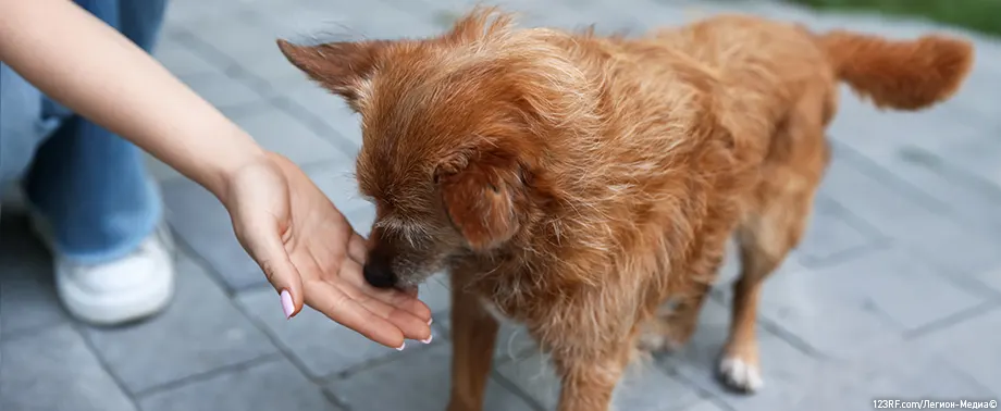 Как приручить собаку?
