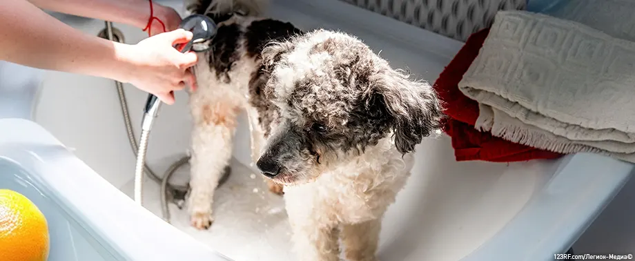 Как правильно помыть собаку