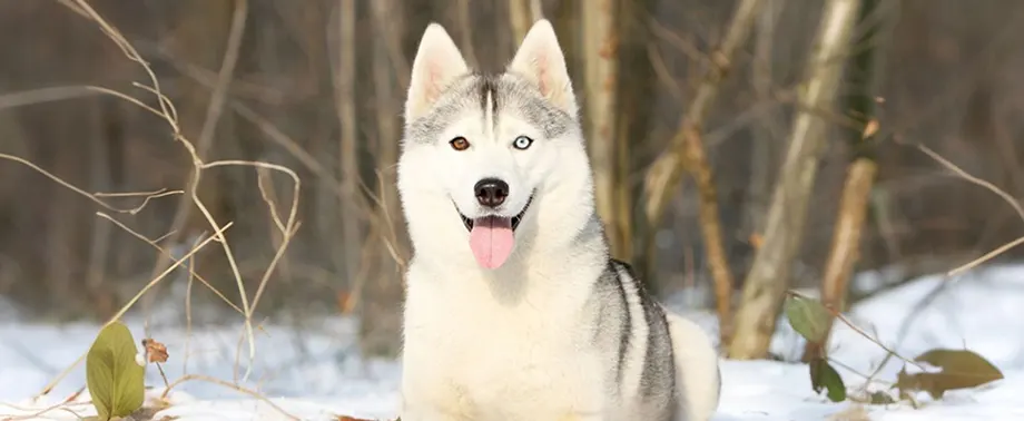 Дрессировка хаски