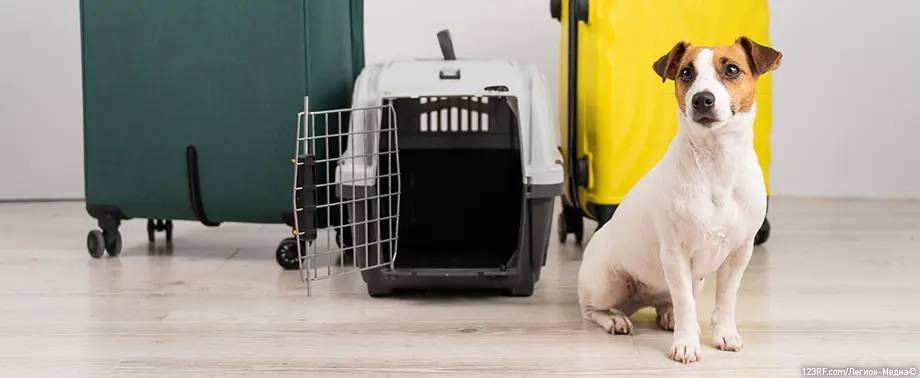 Как перевозить собаку в самолете