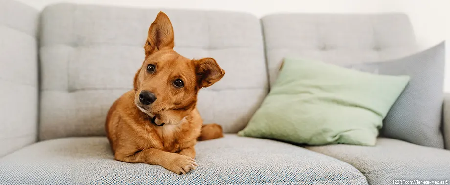 Хейлетиеллез (хейлетиоз) у собак