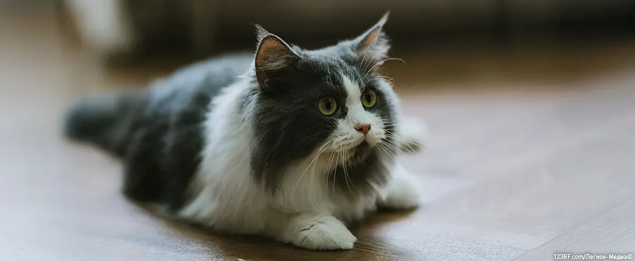 Шишки на животе у кошки