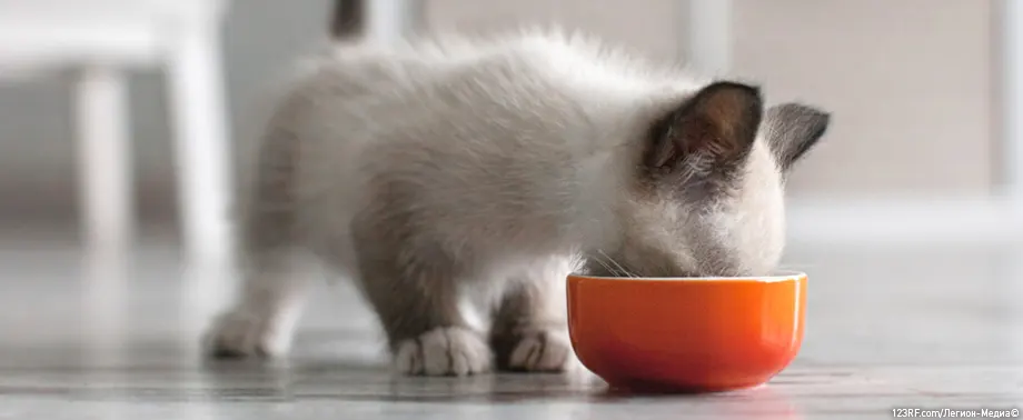 Можно ли кормить котенка кормом для взрослой кошки