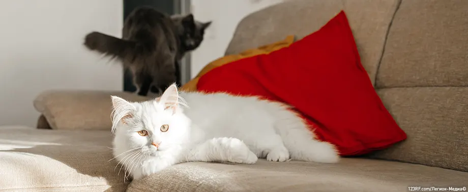 «Насморк» у кошки