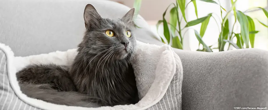 Папилломы у кошек